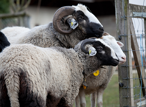 Bündner Oberländer Schafe Nicole Egloff ProSpecieRara (7 von 18)