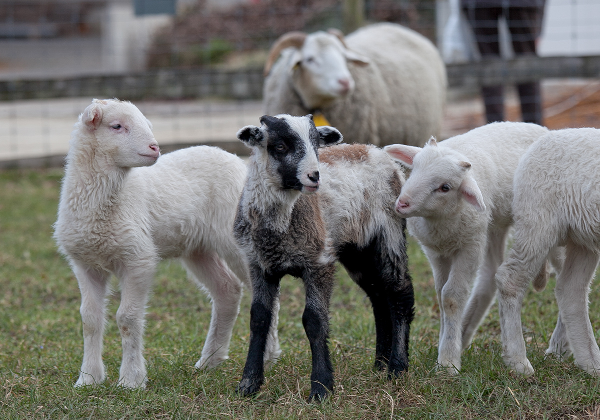 Lämmer Bündner Oberländer Schaf