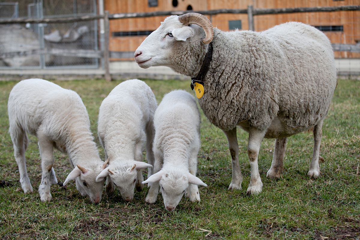 Schaf mit Lämmer
