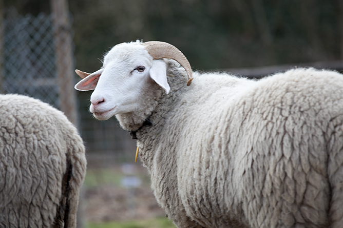 Bündner Oberländer Schafe Nicole Egloff ProSpecieRara