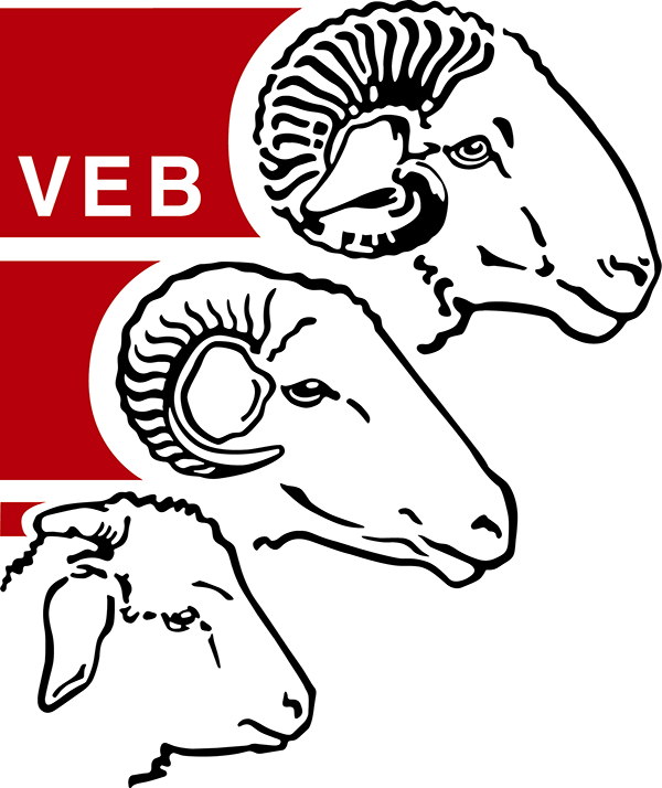 Bündner Oberländer Schaf